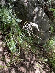 Poa anceps