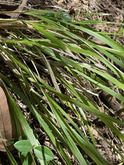 Poa anceps