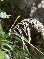 Poa anceps