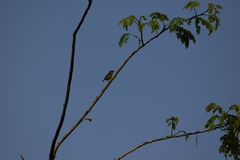 Pogoniulus scolopaceus