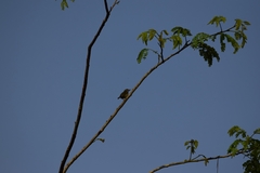 Pogoniulus scolopaceus