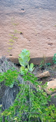 Kalanchoe thyrsiflora
