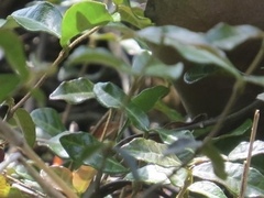 Trachelospermum asiaticum