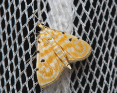 Notarcha