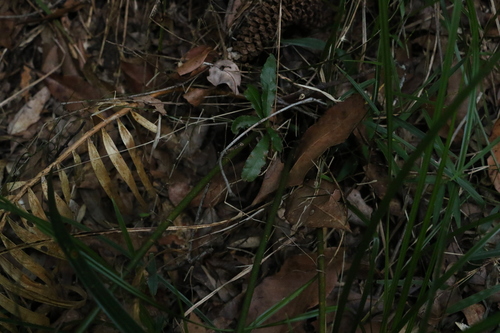 Image of Macrozamia lucida by (c) Greg Tasney, some rights reserved (CC BY-SA)
