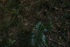 Macrozamia lucida