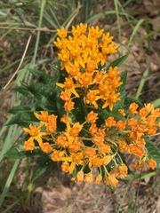 Asclepias tuberosa interior