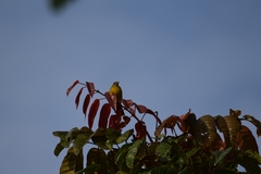 Calyptocichla serinus