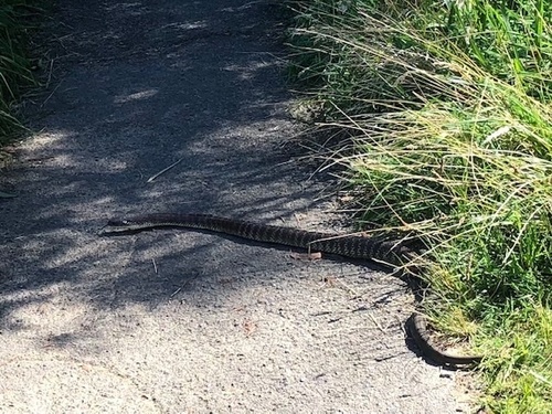 Tiger Snake sighting