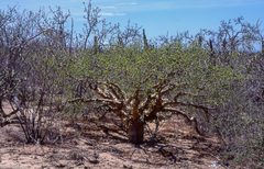 Bursera microphylla