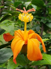 Hibiscus kokio