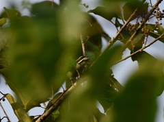 Pogoniulus subsulphureus