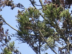 Cryptomeria japonica