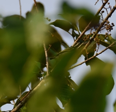 Pogoniulus subsulphureus