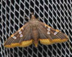 Prophantis