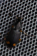 Chlaenius flaviguttatus