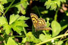 Lycaena salustius
