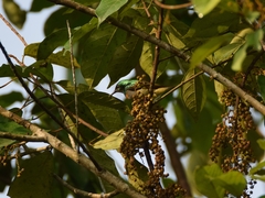 Anthreptes rectirostris