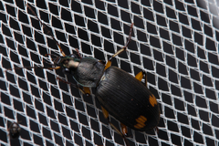 Chlaenius flaviguttatus