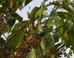 Anthreptes rectirostris