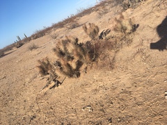 Grusonia kunzei