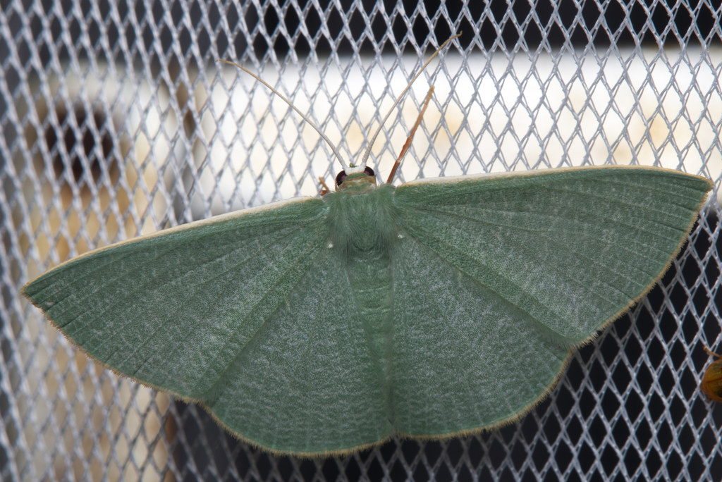 Prasinocyma albicosta