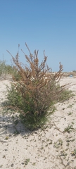 Artemisia scoparia