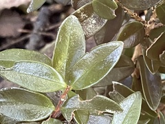 Metrosideros fulgens