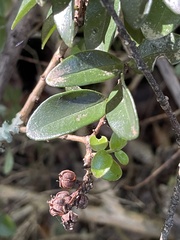 Metrosideros fulgens