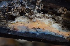 Radulomyces confluens