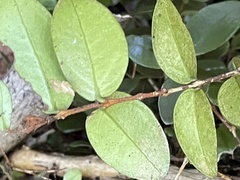 Metrosideros fulgens