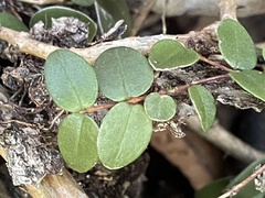 Metrosideros fulgens