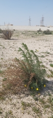 Artemisia scoparia