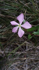 Catharanthus