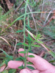 Bossiaea stephensonii