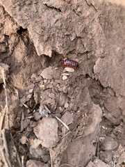 Glomeridae