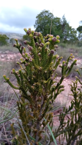 Erica densata image