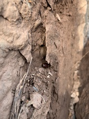 Glomeridae