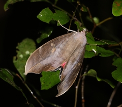Phyllodes imperialis smithersi