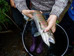 Oncorhynchus masou