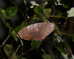 Phyllodes imperialis smithersi