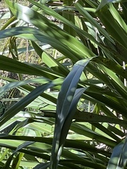 Phormium cookianum hookeri