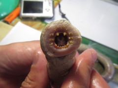 Lethenteron reissneri