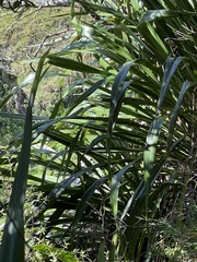 Phormium cookianum hookeri