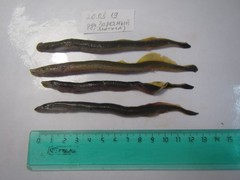 Lethenteron reissneri