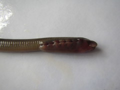 Lethenteron reissneri