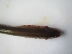 Lethenteron reissneri