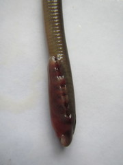 Lethenteron reissneri