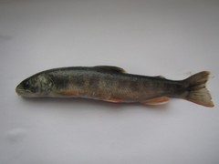 Salvelinus malma