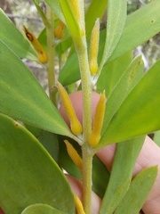Persoonia lanceolata